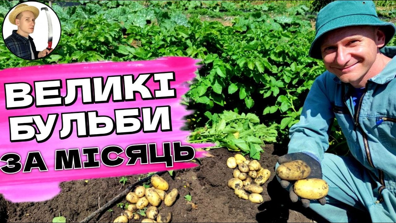 Цей Сорт Картоплі ШОКУЄ: Великі Бульби за 45 Днів - Перевірено!