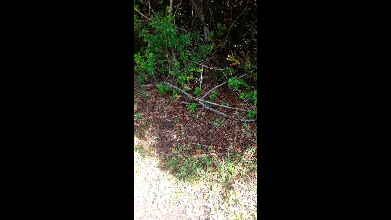 animal removal austin Animal Control. Raccoon Removal in Jacksonville.