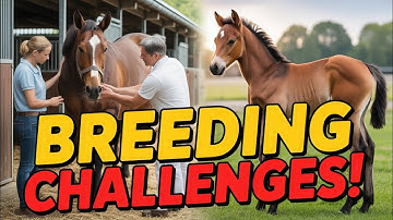 The Biggest Challenges in Horse Breeding | What Every Breeder Faces
