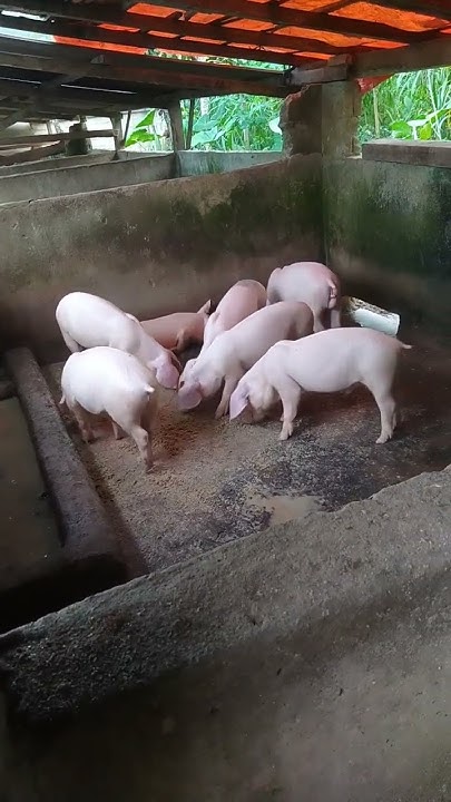 proses penggemukan babi - YouTube