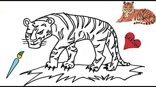 How to Draw a Tiger ? step by step drawing ?