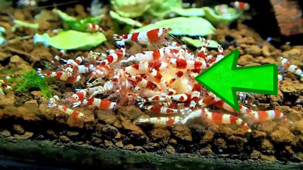 How To Feed Aquarium Shrimp Banana YouTube
