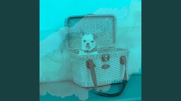 Pulsating Moods for Dog Party at Home