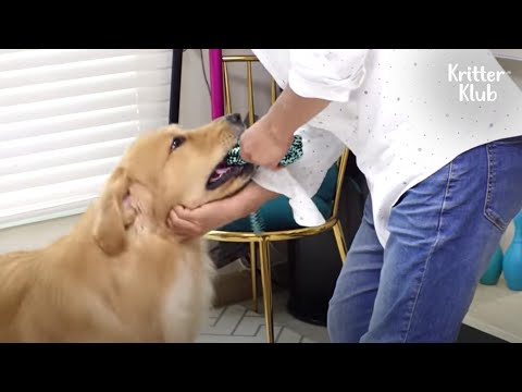 Video: Tips om een hond te stoppen om aan kleding te trekken