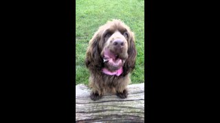 Sussex Spaniel Hobson loving life.#sussexspaniel #short