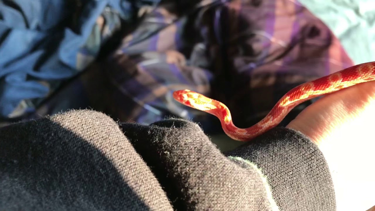 camera iphone 8 plus apk NEW CORN SNAKE!!
