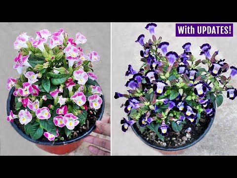 Video: Torenia Wishbone Flower: Dyrkning af info og pleje af Wishbone-planter