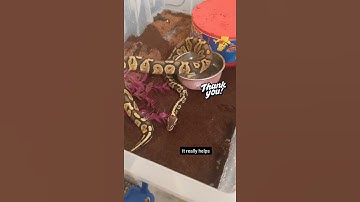 Ball Python Handling Day #shorts #python #snek #snake #ballpython