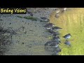 Least Sandpipers foraging along the shoreline in soft morning light