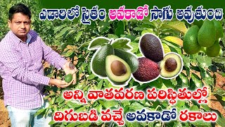 అన్ని నేలలకు అనుకూలమైన అవకాడో సాగు | Israel Technology Avocado Farming in India | AgriTech Telugu
