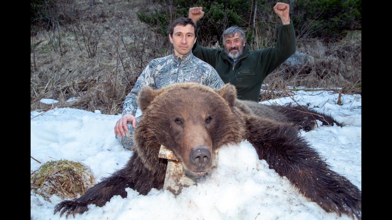 Охота на медведя видео 2023. Охота на медведя с лайками 2021.