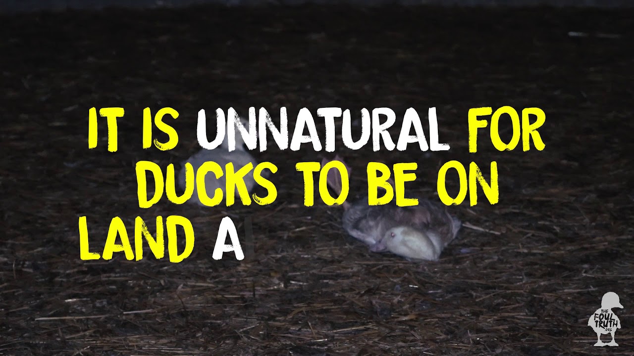 Gressingham Duck Ducks Out Of Water YouTube gressingham-duck-ducks-out-of-water-youtube