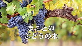 2021年2月21日（日）まことのぶどうの木