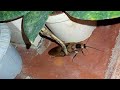 Cucaracha Gigante