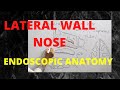 lateral wall of nose: anatomy