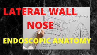 051. lateral wall of nose: anatomy  #anatomylectures  #nosejob