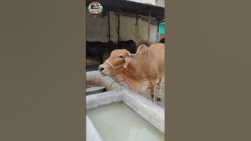 Soothing Cow Sounds | Real Desi Cow Mooing ASMR #cow #cowsound #sound #animals #village