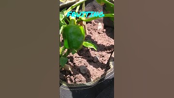 Growing bell peppers in containers..#shorts