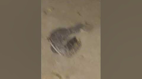 Live Snake Eating Rat..Part - 2