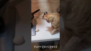 Cat Plays Guitar? Dogs Walk Escalator? Bizarre TikTok Trends Explained! #shorts