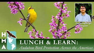 HMA Lunch & Learn Series: Wings Across Borders; How Audubon is Protecting Birds