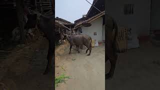 what problem of this heifer 🐃😮😮😮🥹🥹🥹🥹😥😥🤔🤔🤔