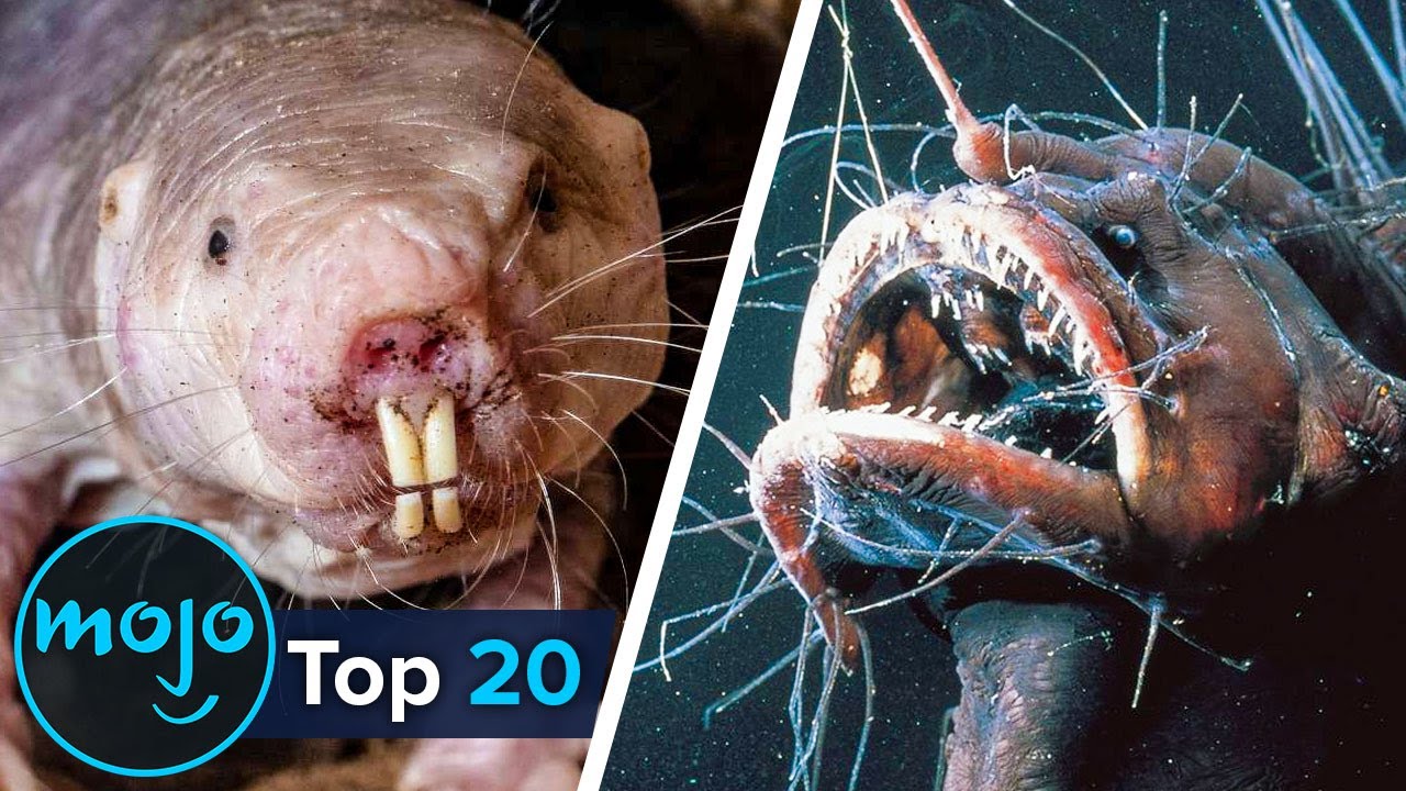 ⁣Top 20 Ugliest Animals