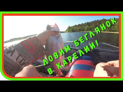 Ловим форель беглянку. Самое посещаемое место в Карелии за июнь...