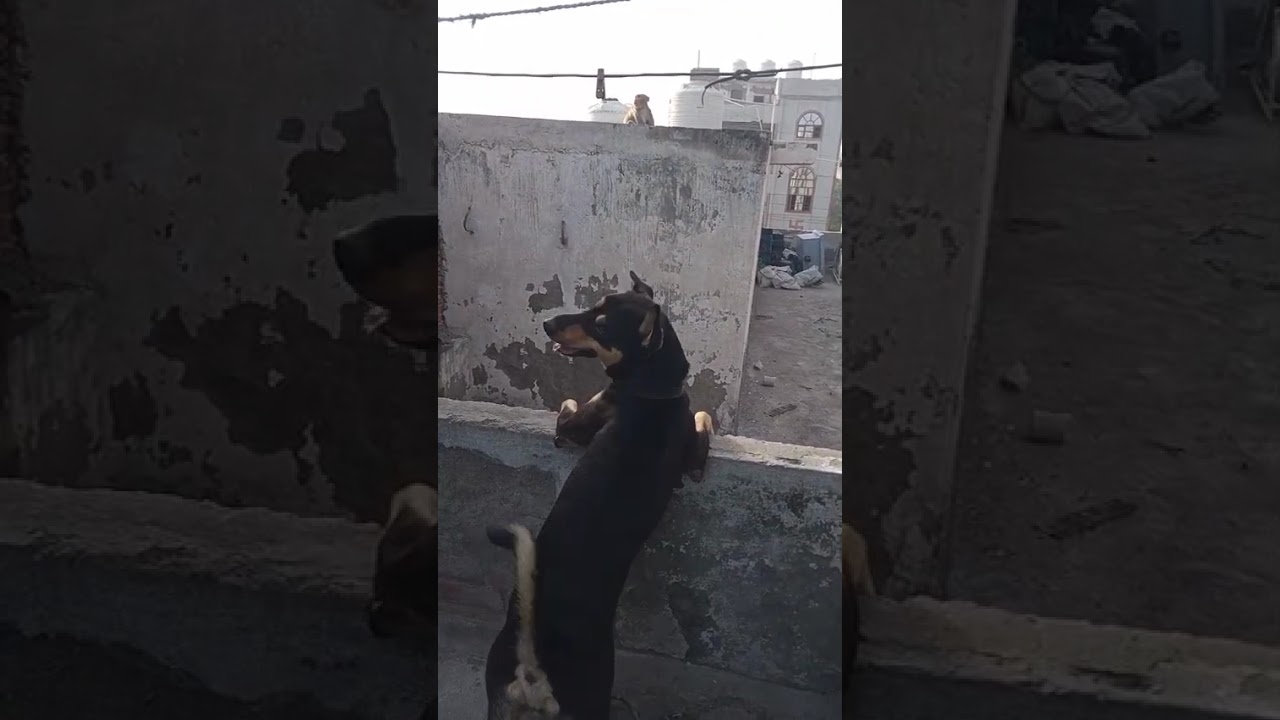 fight of money and aggressive 😤 dog 🐕🐕 #dog lover # monkey king 👑 #pari #lover by Paglu 🐥vlogs🐥