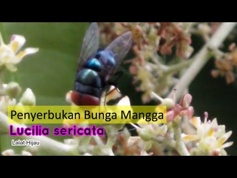 Lalat dan Kiamat Serangga (Penyerbukan Mangga oleh Lalat)-Video Literasi Sains
