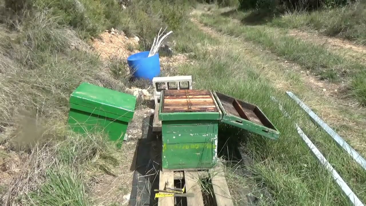 Cambiar la colmena LAYEN a DADANT. También hacemos huérfana otra colmena...