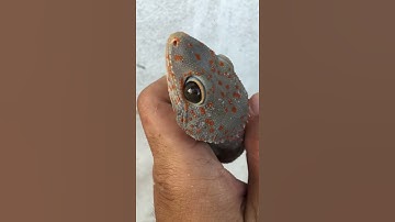 Tắc kè hoa màu lạ , bán tắc kè giá rẻ , 0913398911