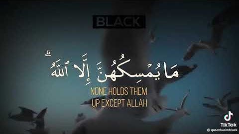 التئمل في طير الطيور 🕊 بدون سقوط.. من آيات القرآن الكريم بصوت الشيخ خالد الجليل مؤثر جدا 🌌🌹
