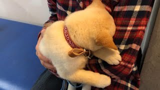 【癒し】子犬の柴犬が顔を埋めて甘える仕草を見返したら可愛い動画でした！！