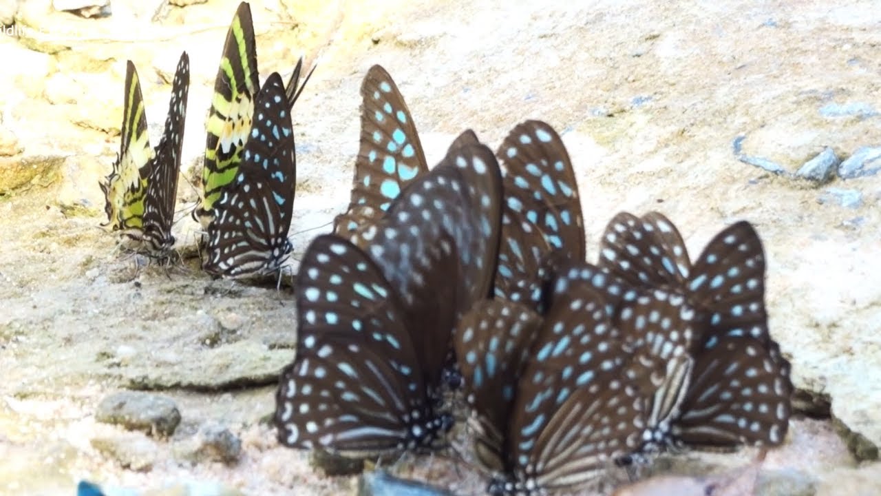 wild animals band Amazing Life Cycle of a Monarch Butterfly In Cambodia-Wildlife Explorer
