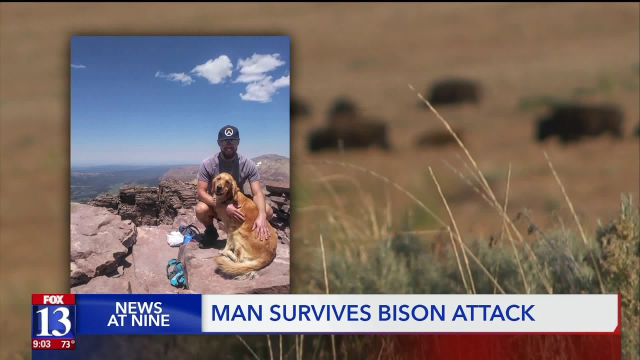 Man narrowly survives bison attack