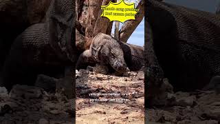 Predator sejak Zaman Purba dari Indonesia! "Komodo Dragon"