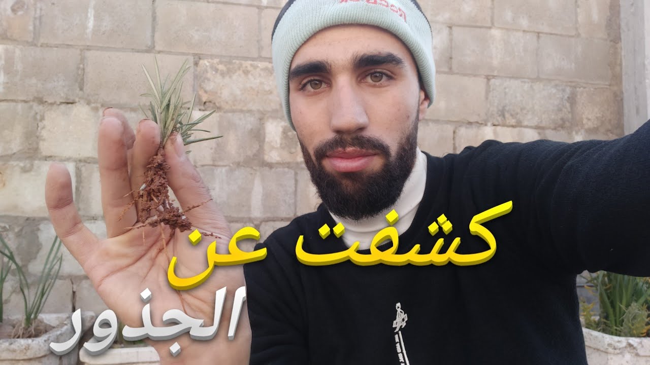 زراعة نبات الروزماري (واخيرا كشفت عن الجذور)