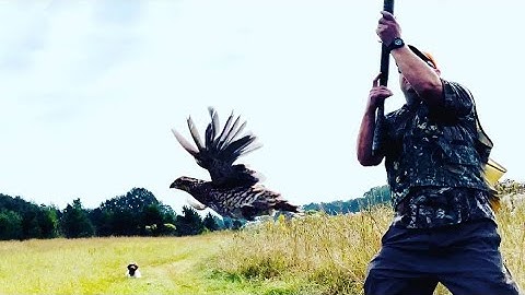 Wirehaired Pointing Griffon Quail Hunting at Little Q Ranch
