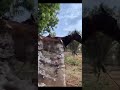 HORSE RIDING IN NAGPUR 9545491760