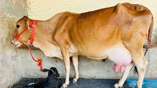 ਮੁੱਲ 34 ਹਜ਼ਾਰ-2 ਸੂਈਆਂ ਵਹਿੜਾ-2 cow for sale 