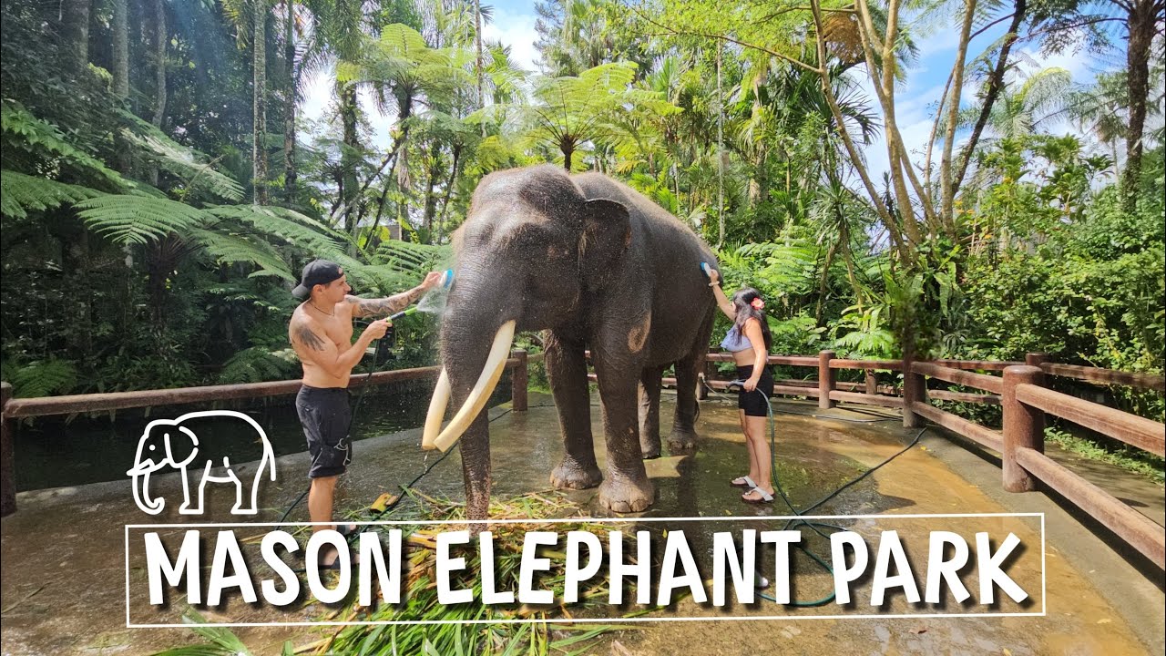 Bathing & Feeding Elephants in Bali | Mason Elephant Park Experience