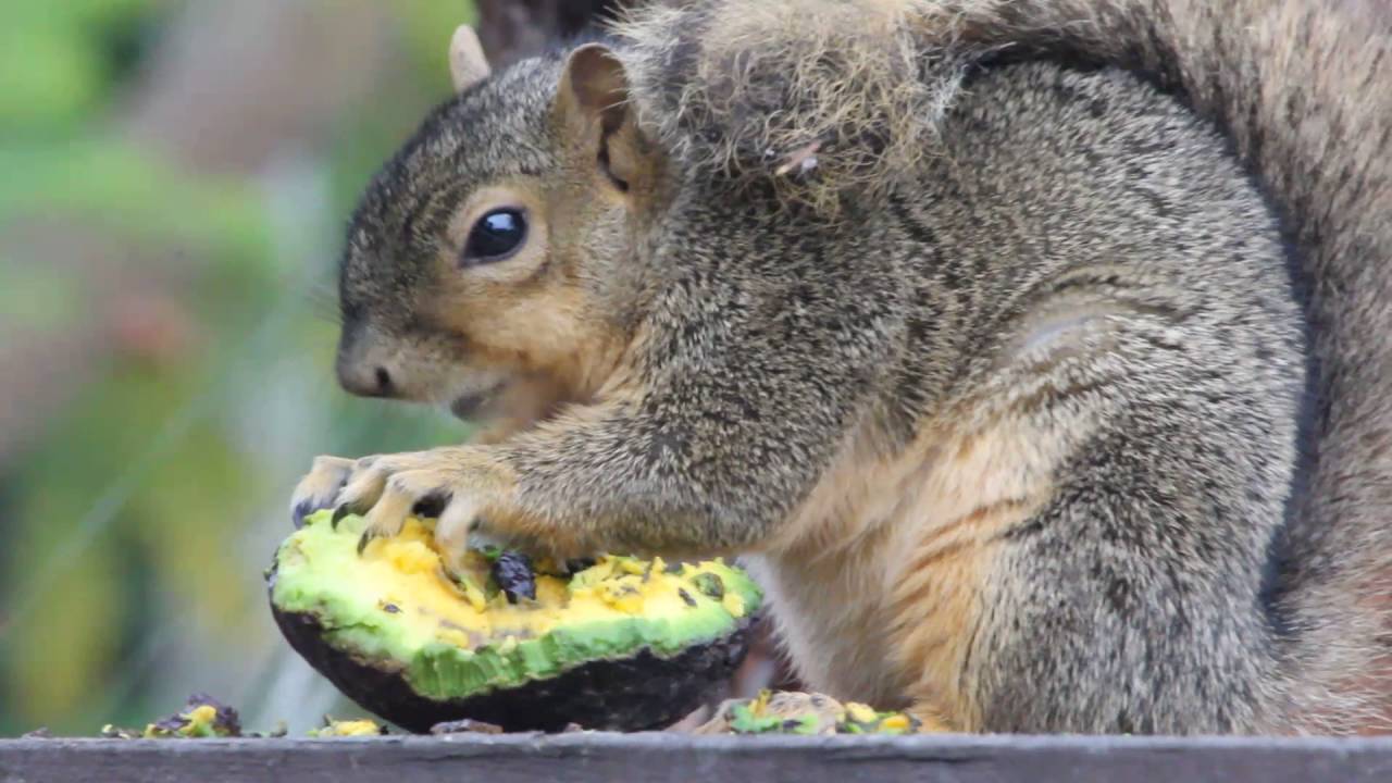squirrel eating avocado YouTube