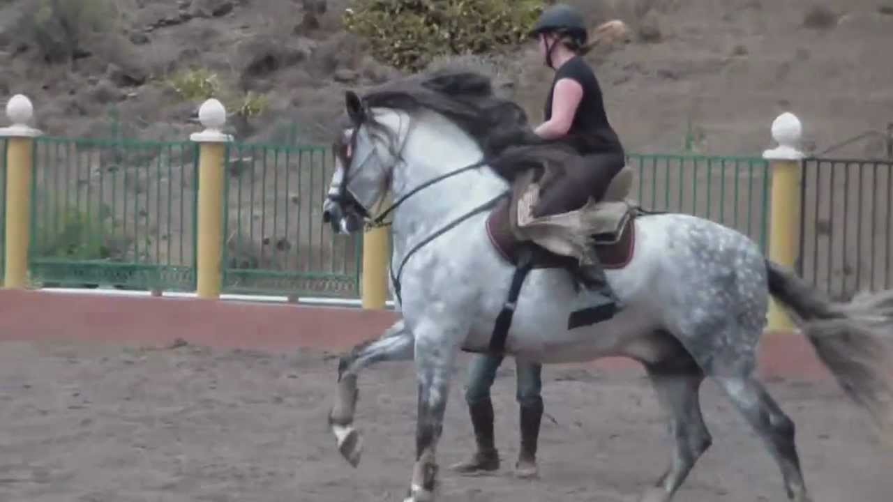 Pura Raza Espanola - Fandango - 1,72 m Stockmass