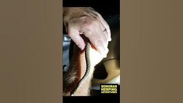 Sonoran Gopher Snake Baby