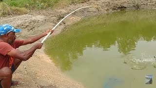 Amazing fishing video | Rohu fishes catch