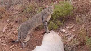 Sid and Louise, two gorgeous African Wildcats