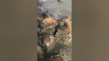 Câu cá biển - cá nâu (p76) #shorts #cauca