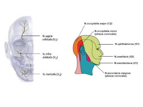 Anatomi / Sinir Sistemi / Kranial Sinirler II