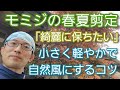 【モミジの剪定(2022春夏)】綺麗に小さく自然風に保つための手入れのコツ🍁👌
